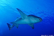 Nebrius ferrugineus Requin nourrisse-Maldives Alimatha house-16m-20240426nuit-da-DSC_7219_tn